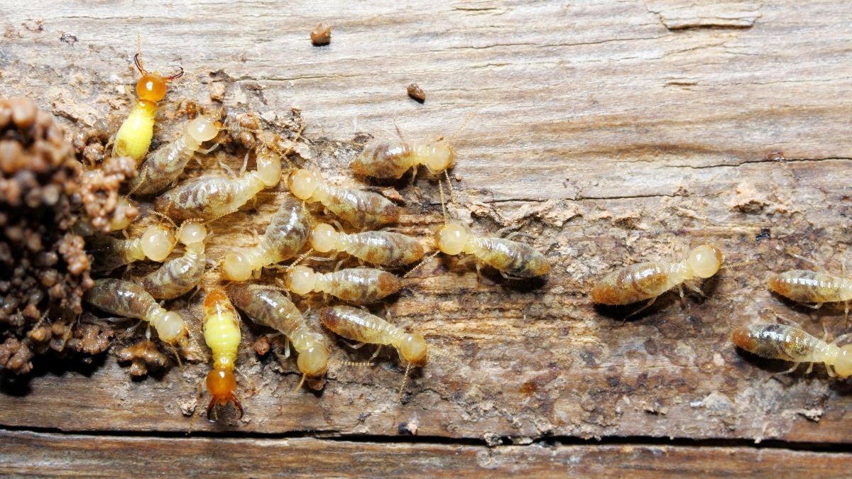 Termite Inspections